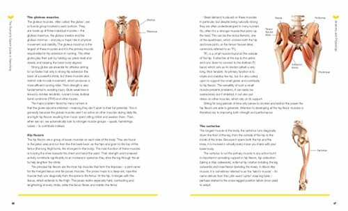 Illustrated anatomy of gluteus and hamstrings with descriptive text.